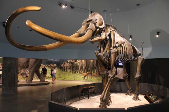 A Columbian mammoth skeleton found at the site.