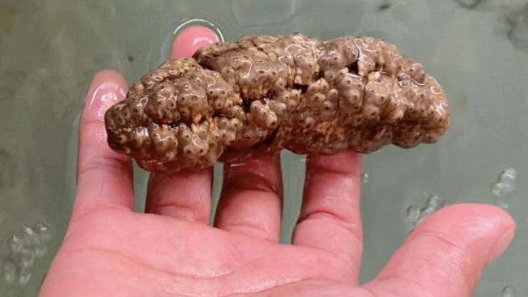 Image for This Sea Creature Could Fight Cancer, Looks Like a Turd