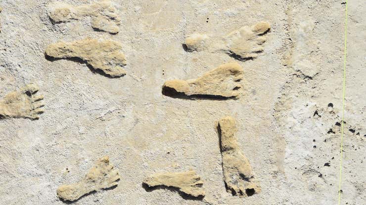 Image for Oldest Human Footprints in North America Really Are That Old, New Dating Confirms