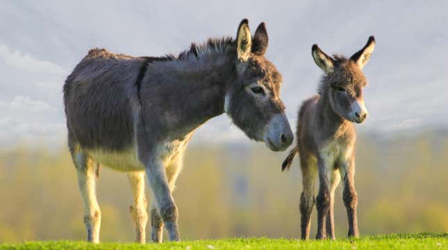 Image for article titled Donkey Meat From Amazon Is Off the Dinner Table in California