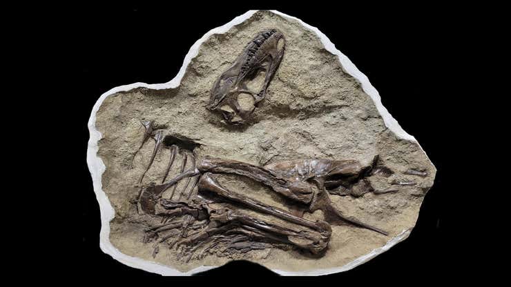 Image for Tyrannosaur Ate Baby Dino Drumsticks Before It Died, Stunning Fossil Reveals