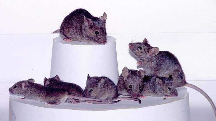 Image for Mice Pass the ‘Mirror Test,’ Suggesting They Recognize Themselves