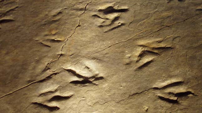 Eubrontes trace fossils from the park.